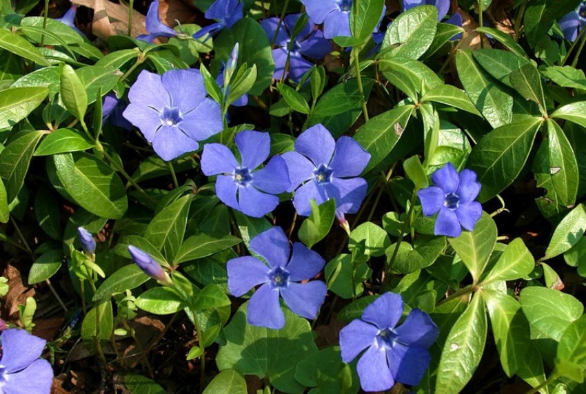 Pervinca Vinca Major In Vaso ø9 Cm - Pianta Tappezzante Per Giardino E Balcone - Foto 11