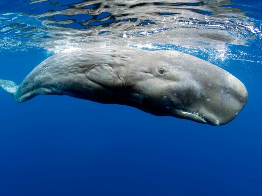 Animale Più Grande Del Mondo Wikipedia