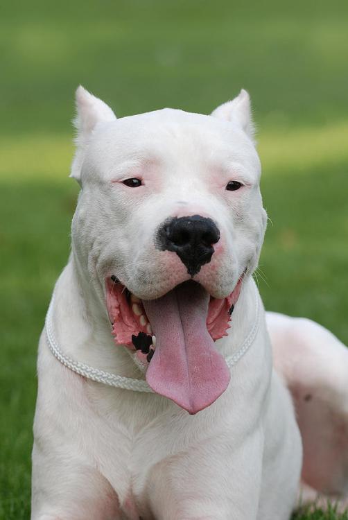 DOGO ARGENTINO CARATTERE AGGRESSIVO Wroc?awski Informator