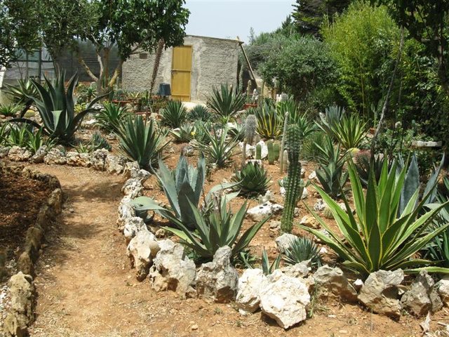Giardino rocciosi, consigli utili su come realizzarlo e quali ... Piante disegno Giardino