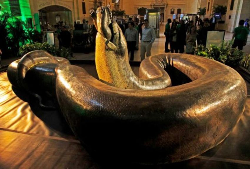 IL TITANOBOA UN GIGANTESCO SERPENTE PREISTORICO il-titanoboa-un-gigantesco-serpente-preistorico