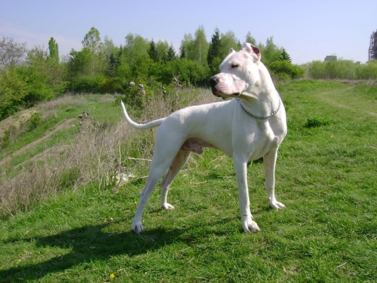 DOGO ARGENTINO CARATTERE AGGRESSIVO Wroc?awski Informator