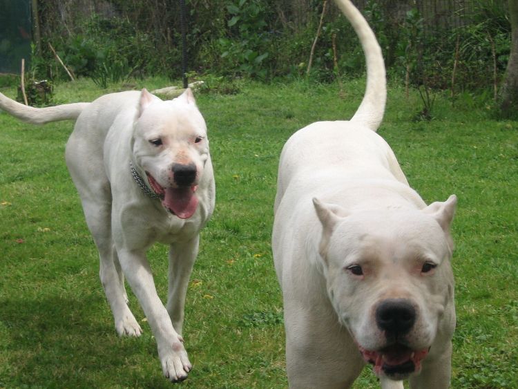 DOGO ARGENTINO CARATTERE AGGRESSIVO Wroc?awski Informator