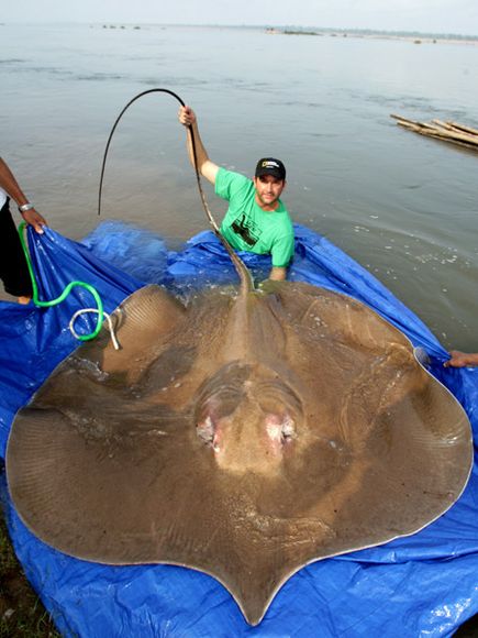 animali marini: dallo storione cinese al pescegatto del mekong ... - Pesci Per Acquario D Acqua Dolce animali marini: dallo storione cinese al pescegatto del mekong ... - Pesci Per Acquario D Acqua Dolce