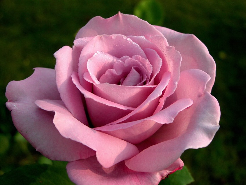 La Rosa Più Bella Del Mondo 2019