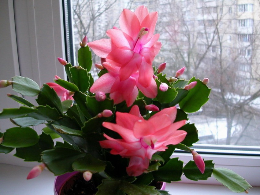 Piante grasse da appartamento con fiori ~ decora la tua vita Piante grasse da appartamento con fiori