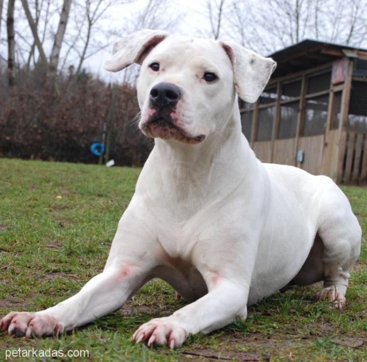 DOGO ARGENTINO CARATTERE AGGRESSIVO Wroc?awski Informator