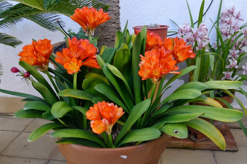 Graines De Clivia - Lot De 100 Graines Pour Balcon Ou Jardin