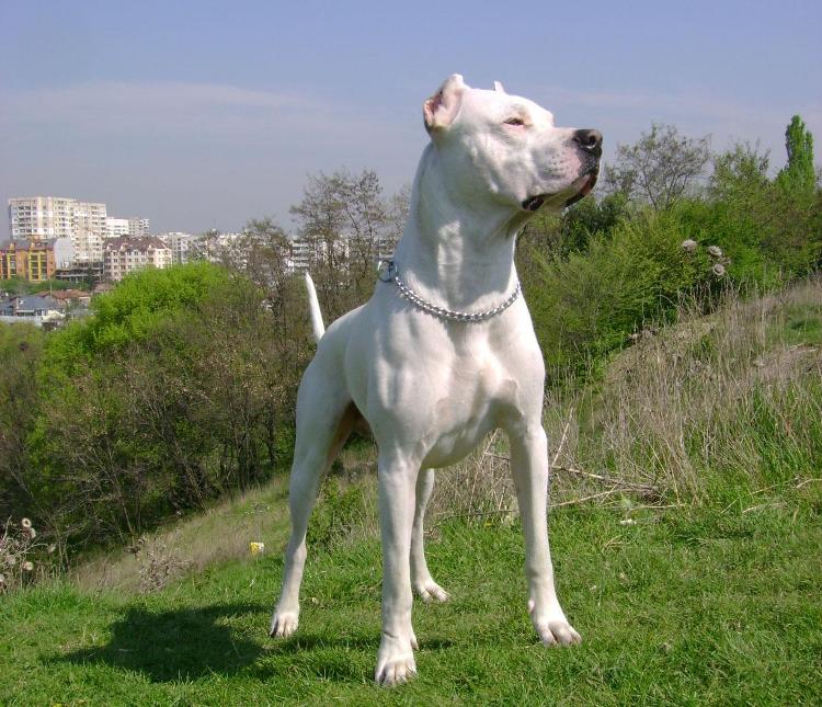 DOGO ARGENTINO CARATTERE AGGRESSIVO Wroc?awski Informator