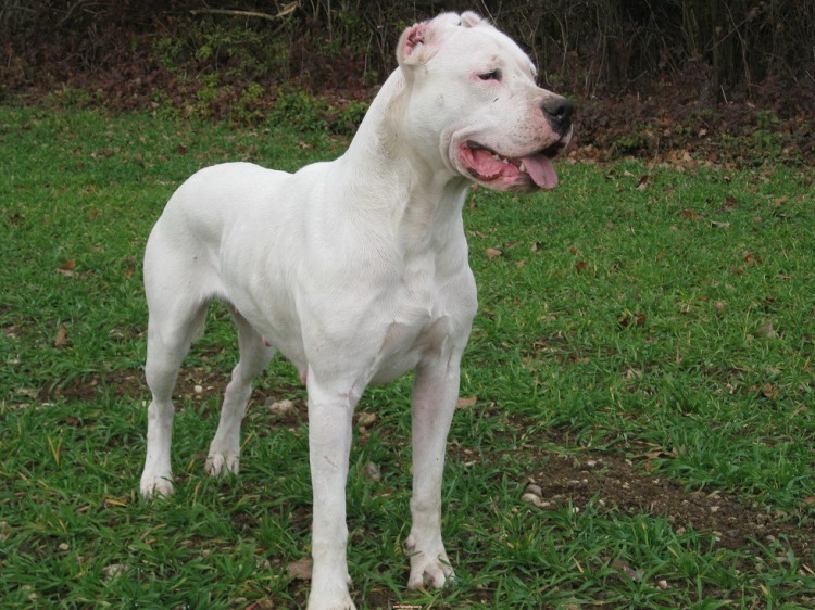 DOGO ARGENTINO CARATTERE AGGRESSIVO Wroc?awski Informator