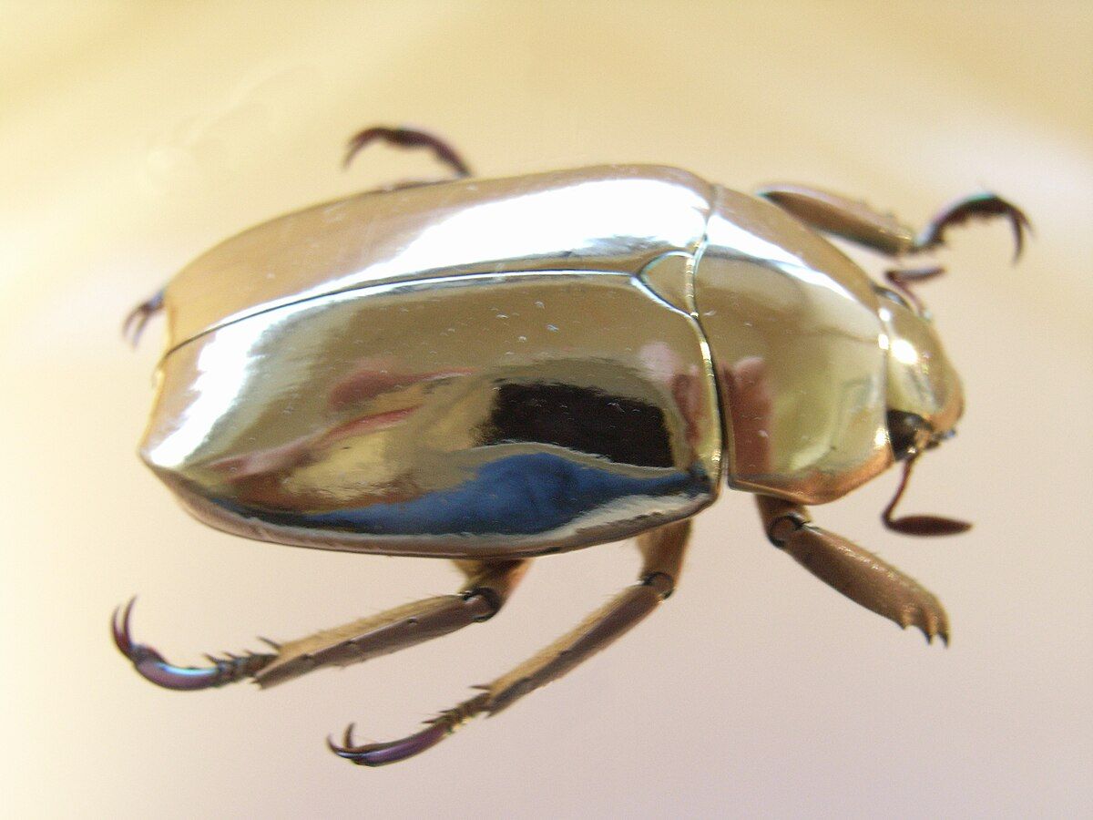 Chrysina limbata lo scarabeo/specchio