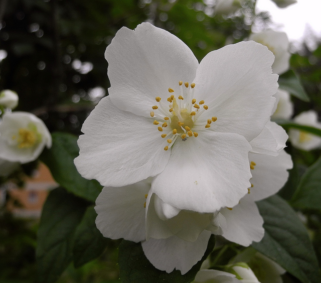 Ditelo Con I Fiori Pagina 27