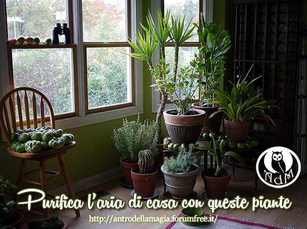 Purifica laria di casa con queste piante Sansevieria purifica aria