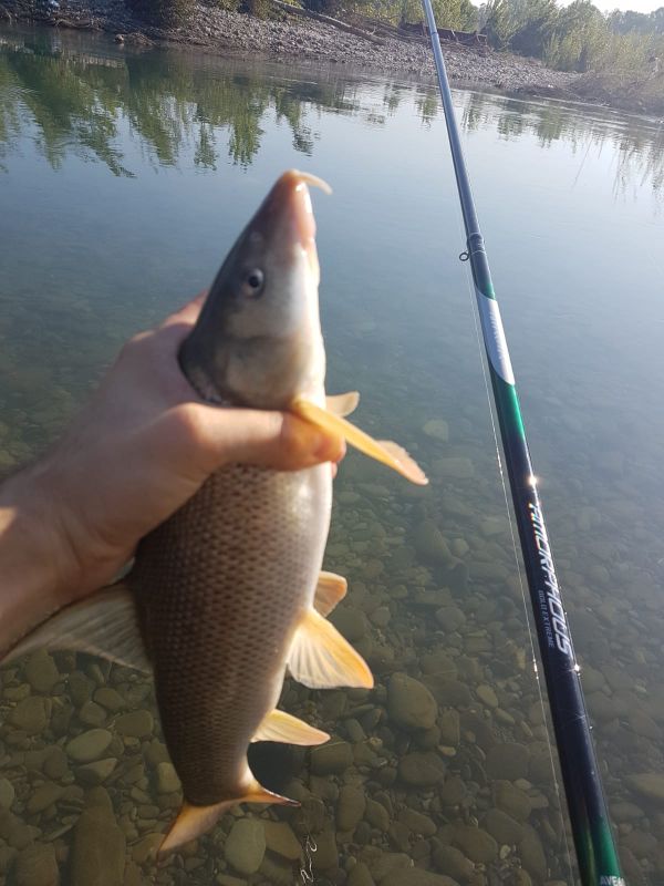 daiwa amorphous bolo extreme