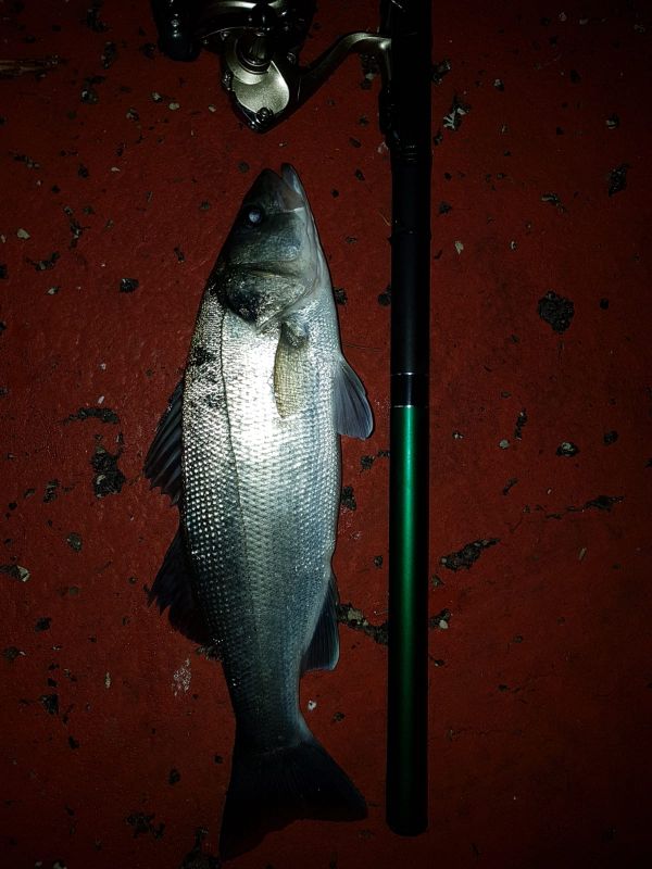 daiwa amorphous extreme