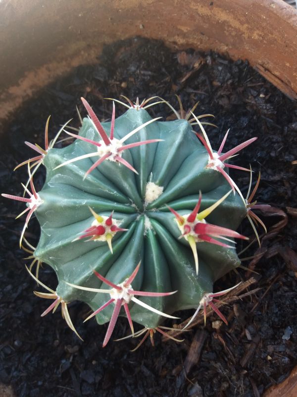 Che tipo di cactus ?