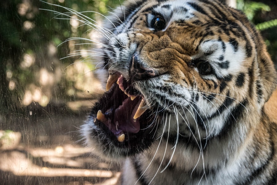 Sognare Di Avere Una Tigre In Casa