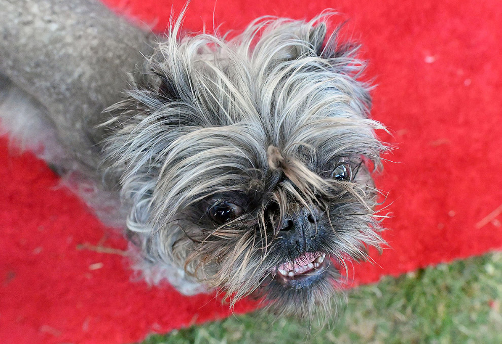 il-cane-pi-brutto-del-mondo-2016-si-chiama-rambo-ed-una-dolcissima