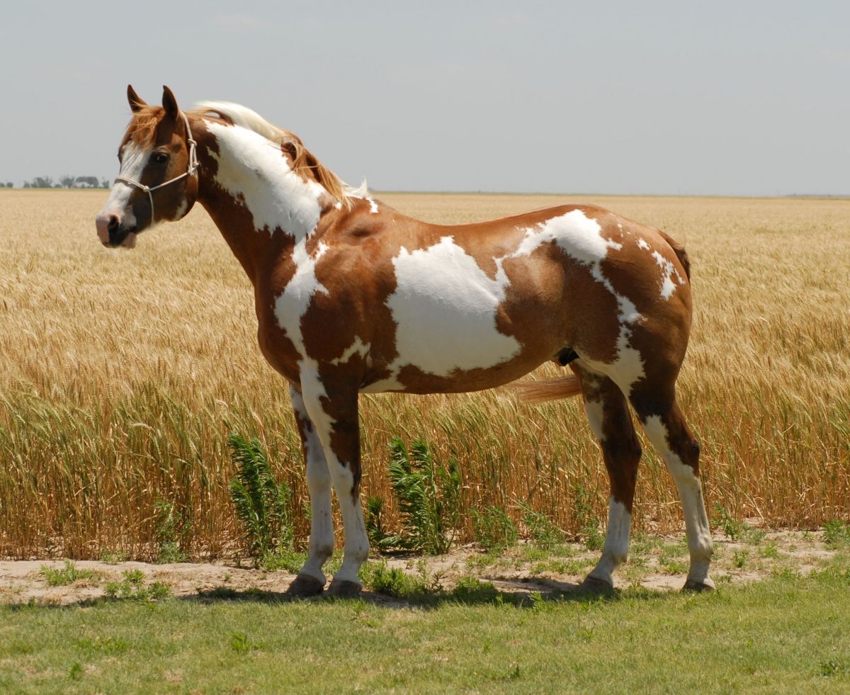 Il cavallo Paint horse, la sua bellezza? il manto pezzato