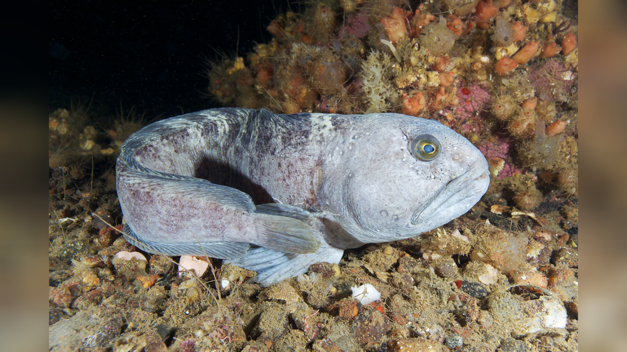 Un Autentico Lupo Di Mare IL PESCE LUPO O LUPO DI MARE