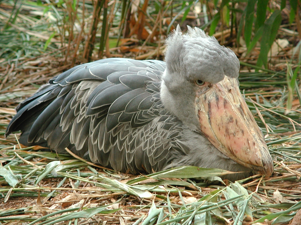 GLI UCCELLI PIÙ GRANDI DEL MONDO