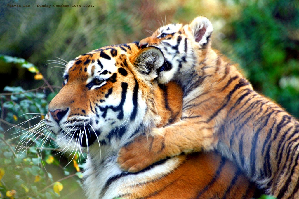 Sognare Di Avere Una Tigre In Casa