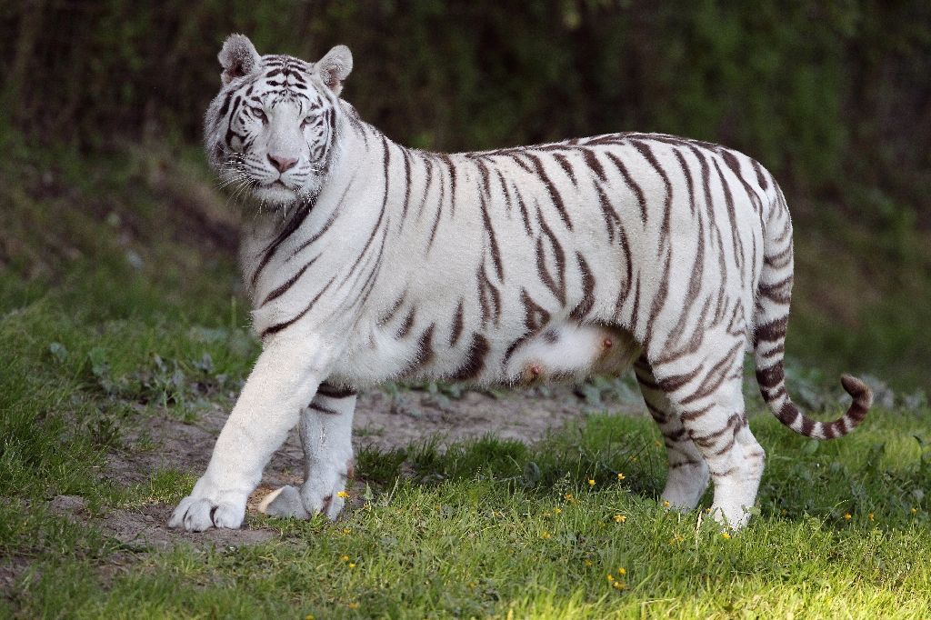 Sognare Di Avere Una Tigre In Casa