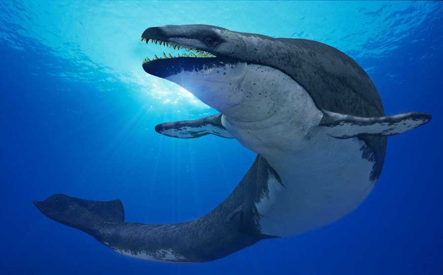 Il Cetaceo Con Un Lungo Dente Aguzzo