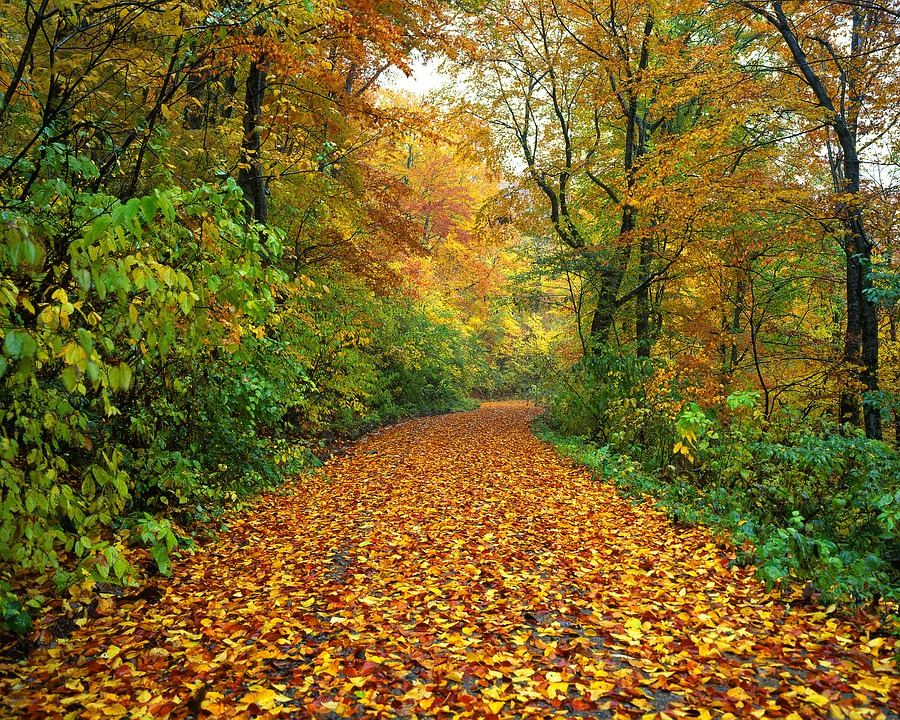 Framed in Wood Autumn path 70x50