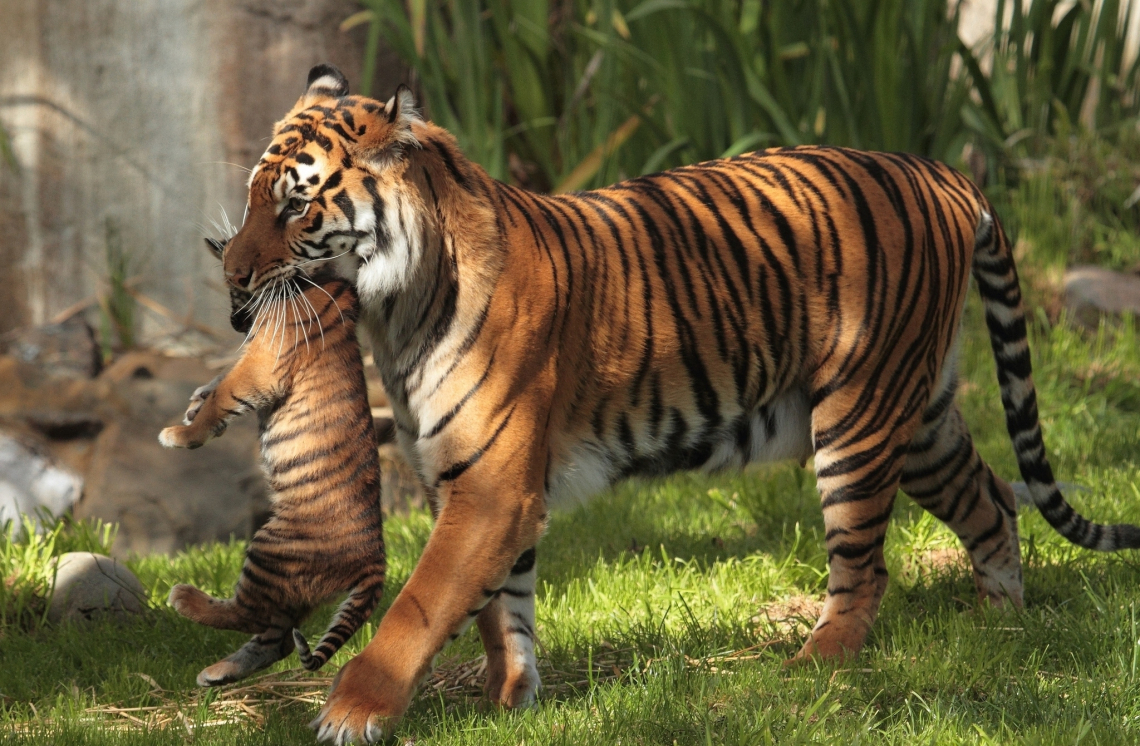 Sognare Di Avere Una Tigre In Casa