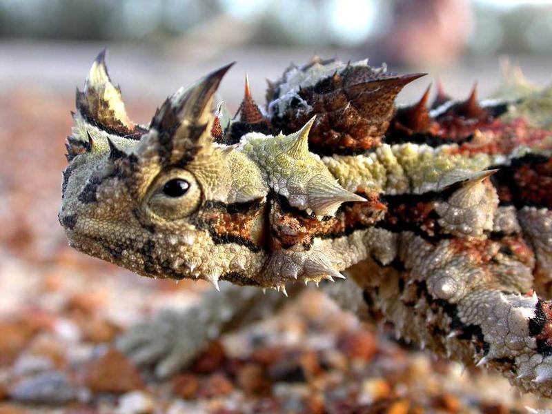 Piccolo Rettile Detto Anche Diavolo Spinoso