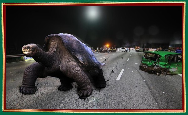 Foto - Coltivare Un Albero Di Arancio: Suggerimenti Utili - Foto 11