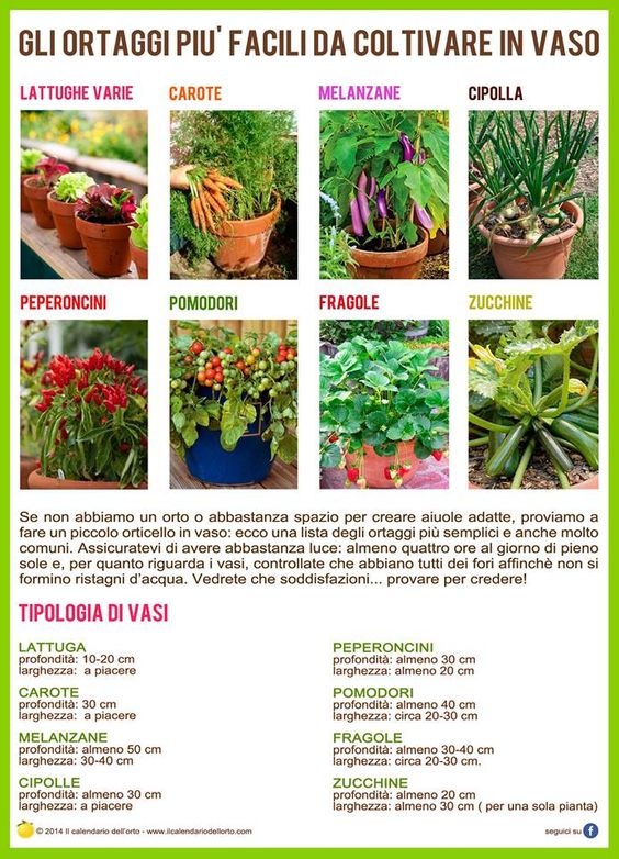 GLI ORTAGGI PIU FACILI DA COLTIVARE IN VASO