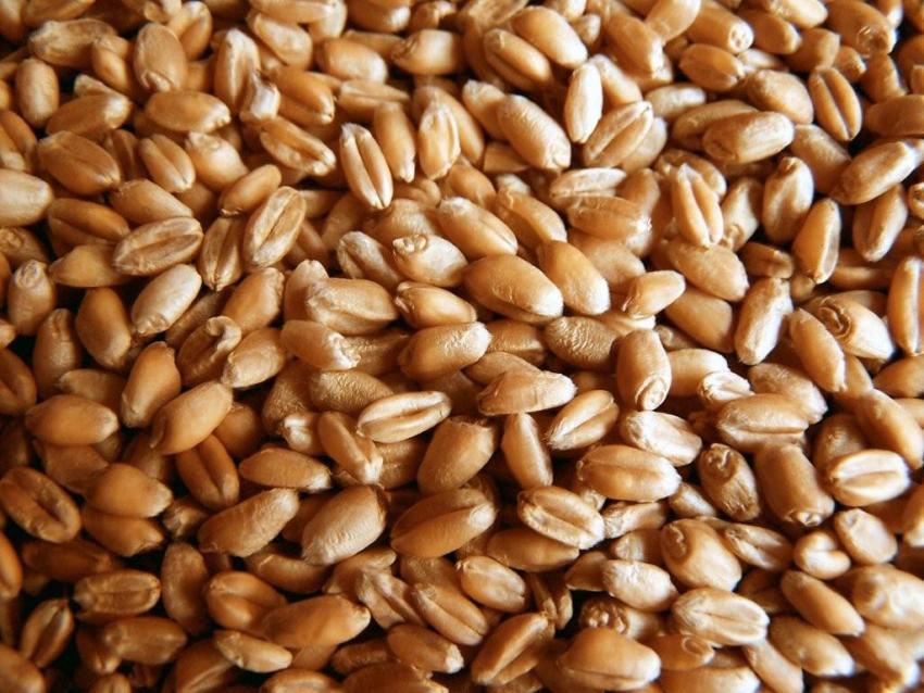 Andiamo A Mietere Il Grano Anno