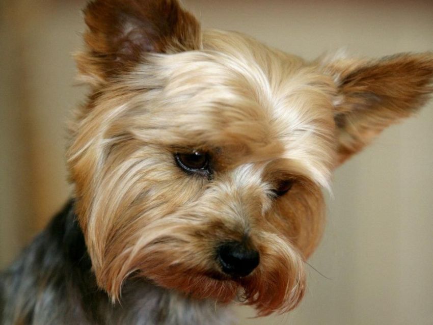 IL CANE YORKSHIRE TERRIER, TAGLIA PICCOLA CARATTERISTICHE E QUALITÁ (FOTO)