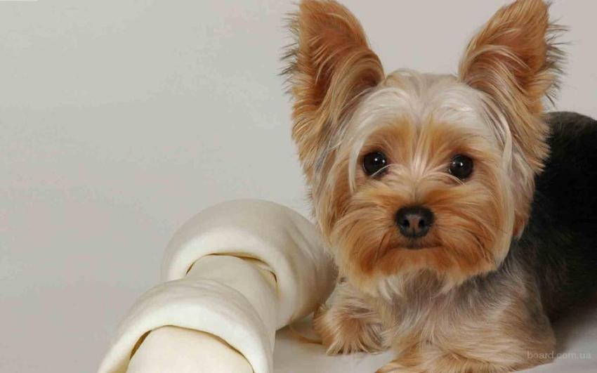 IL CANE YORKSHIRE TERRIER, TAGLIA PICCOLA CARATTERISTICHE E QUALITÁ (FOTO)