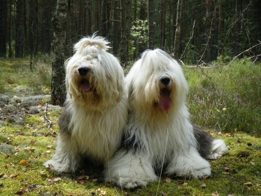 IL BOBTAIL, CANE DI TAGLIA GRANDE CARATTERISTICHE E QUALITÁ (FOTO) IL BOBTAIL, CANE DI TAGLIA GRANDE CARATTERISTICHE E QUALITÁ (FOTO)