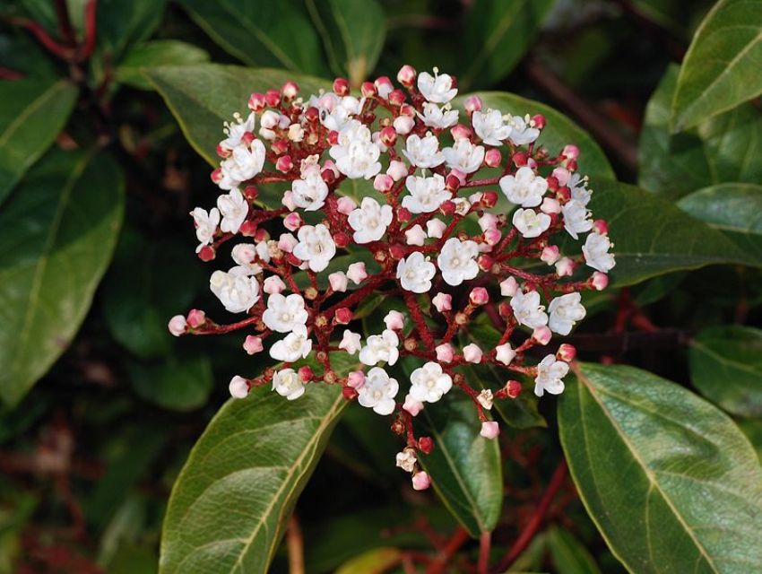 IL VIBURNUM O VIBURNO, BELLISSIMO ALBERO DAI FIORI PROFUMATI