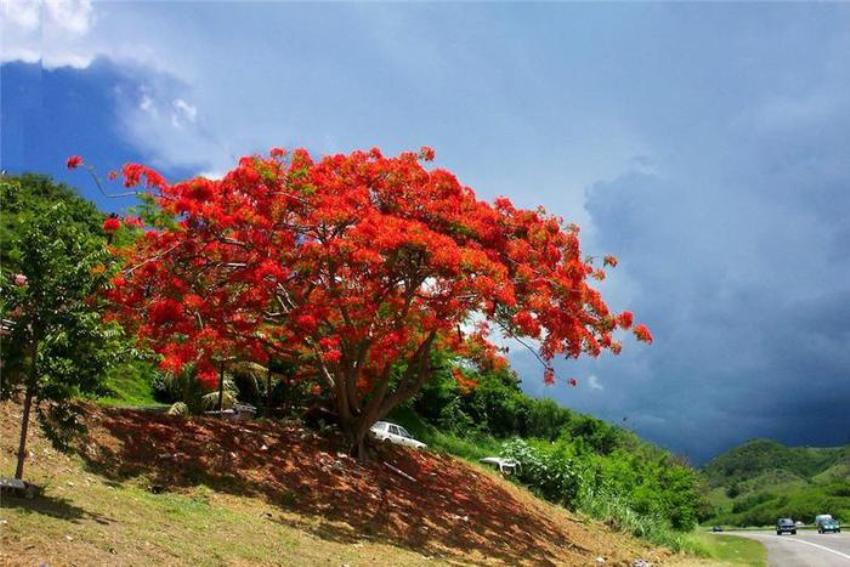 10 Semi Di Delonix Regia (Flamboyant) – Albero Del Fuoco, Semi Per Pianta Rampicante/esotica - Foto 4