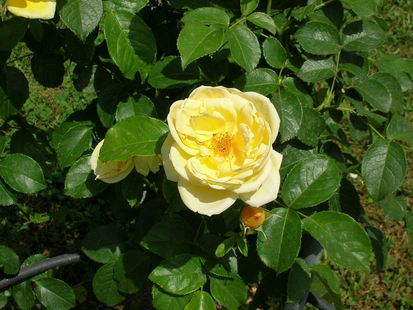 La Rosa Che Non Muore Mai Significato
