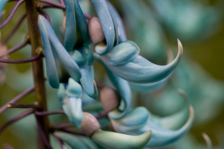 Mucuna Bennettii - Vite Di Giada Rossa - Pianta Rara - 3 Talee Senza Radici