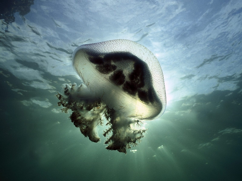LE MEDUSE, JELLYFISH [CURIOSITÀ, CONSIGLI UTILI, FOTO E VIDEO]