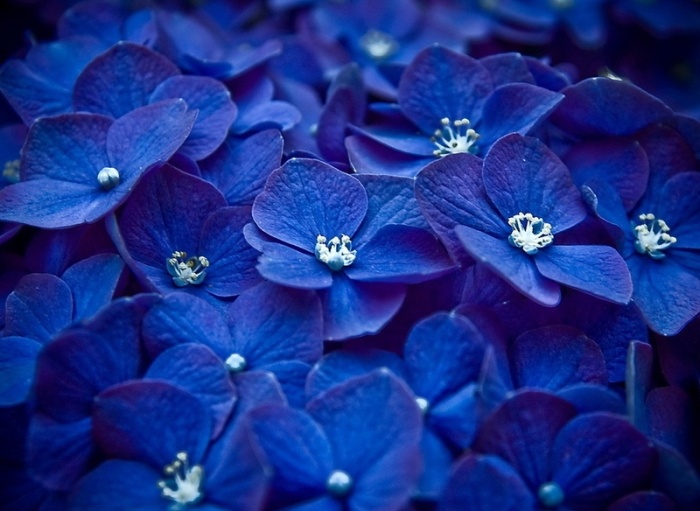Il significato del colore blu e turchese nei fiori Il significato del colore blu e turchese nei fiori