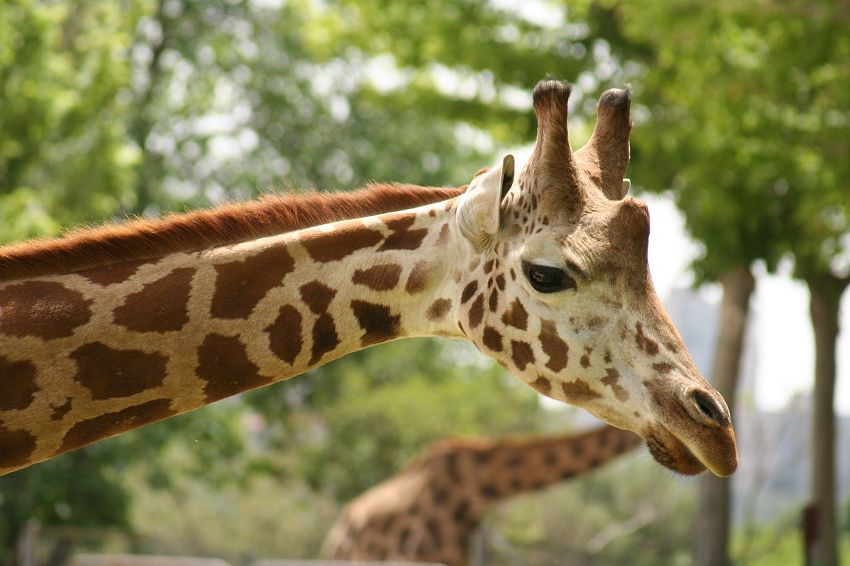 LA GIRAFFA, IL PIÙ ALTO MAMMIFERO
