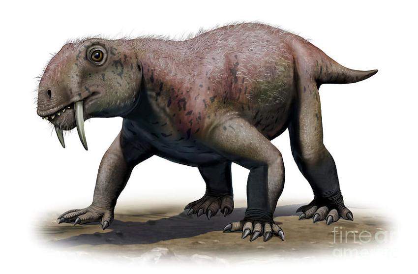 A Cosa Servivano I Denti Molari Dei Mammut