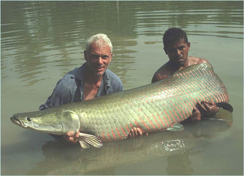 L'ARAPAIMA: IL PIÙ GRANDE PESCE FOSSILE VIVENTE D'ACQUA DOLCE