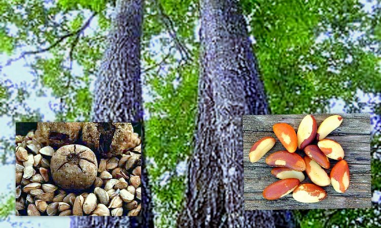 Una Noce Di Cocco Cade Da Un'altezza Di 20 M