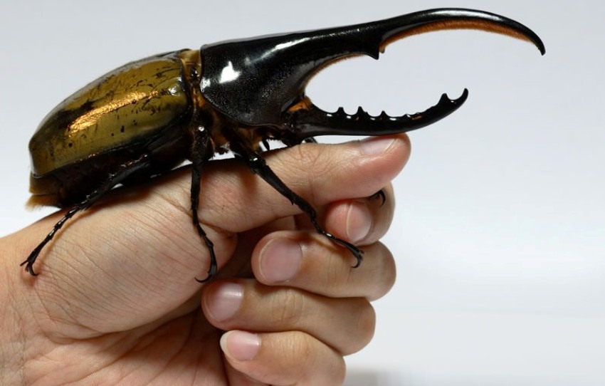 Testa Dello Scarabeo - Vesicatoria Di Lytta Del Cantaride Macro