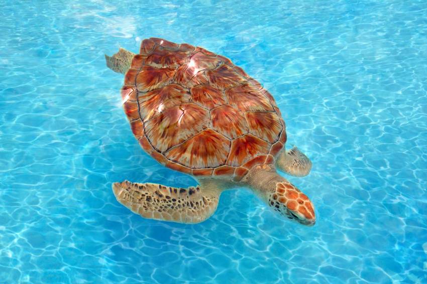 LE TARTARUGHE MARINE FOTO, VIDEO, INFO E CURIOSITÀ