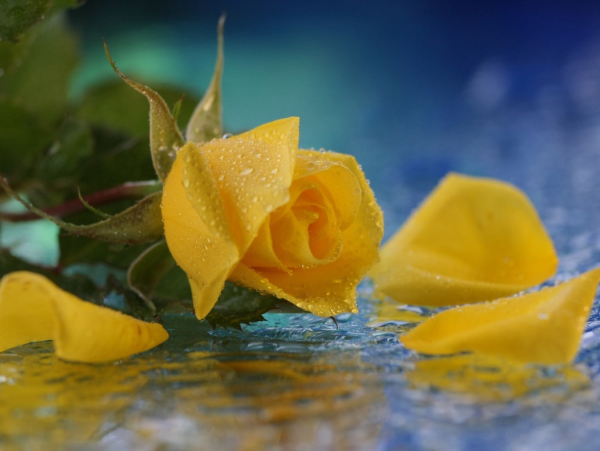 La Rosa Che Non Muore Mai Significato